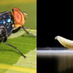 Metallic blue-green screwworm fly with reddish-orange eyes on a green surface, alongside a pale segmented larva on a reflective background