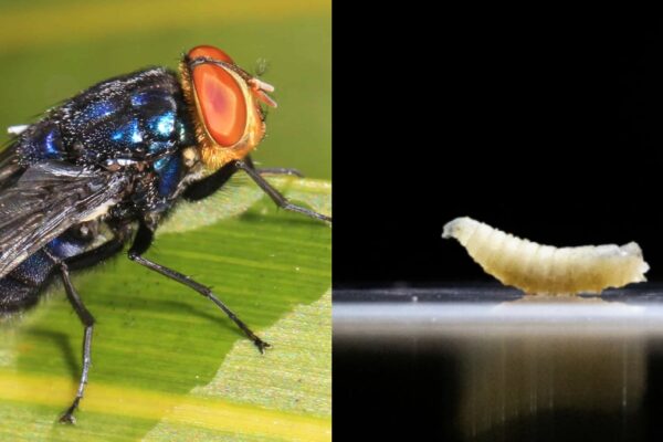 Metallic blue-green screwworm fly with reddish-orange eyes on a green surface, alongside a pale segmented larva on a reflective background