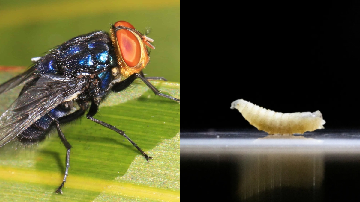 Metallic blue-green screwworm fly with reddish-orange eyes on a green surface, alongside a pale segmented larva on a reflective background
